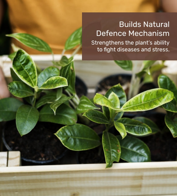 Plant Growth Tonic - 250ml