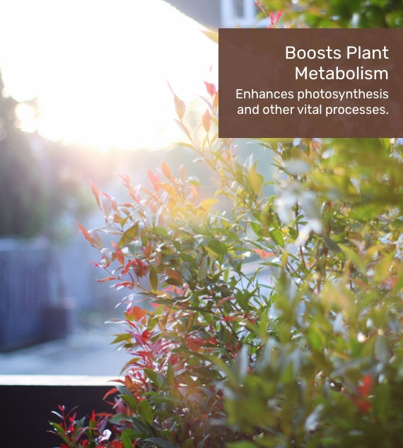 Plant Growth Tonic - 250ml