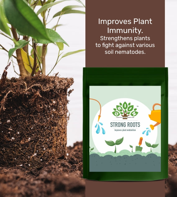 Strong Roots - 250g